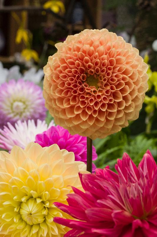 香港花卉展览三月十六至二十五日在维多利亚公园举行，以大丽花为主题花。大丽花易于栽种，以盆栽种或种于露台、庭园、花坛、花径等均合适。
