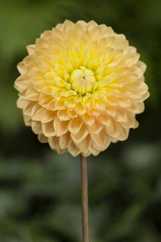 The Hong Kong Flower Show will be held from March 16 to 25 in Victoria Park, featuring the dahlia as the theme flower. Cultivated dahlias come in multiple varieties. There are currently about 19 000 officially registered cultivars of dahlias in the world.