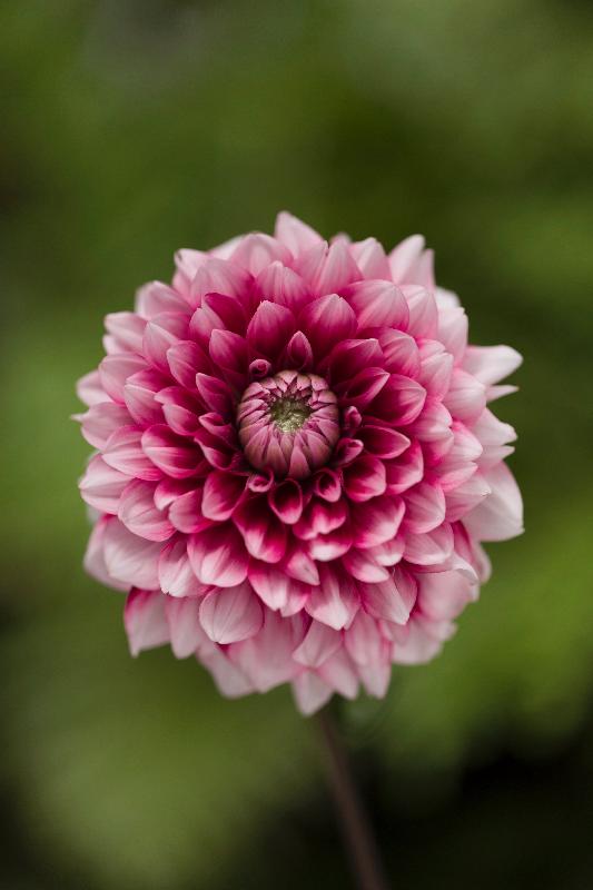 The Hong Kong Flower Show will be held from March 16 to 25 in Victoria Park, featuring the dahlia as the theme flower. Generally speaking, flowering of dahlias is continuous throughout the blooming season from summer to autumn.