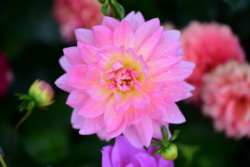 每年一度的賞花盛事香港花卉展覽今日（三月十六日）在維多利亞公園開幕，展出約四十萬株花卉，包括約四萬株主題花「大麗花」。圖為睡蓮型大麗花。