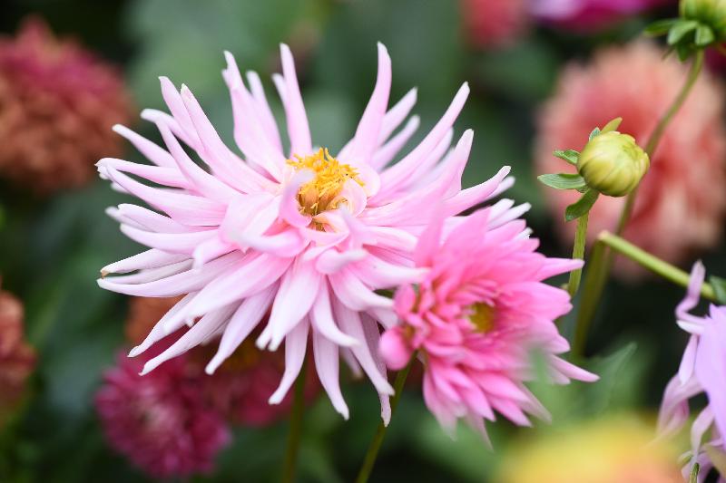 每年一度的賞花盛事香港花卉展覽今日（三月十六日）在維多利亞公園開幕，展出約四十萬株花卉，包括約四萬株主題花「大麗花」。圖為仙人掌型大麗花。