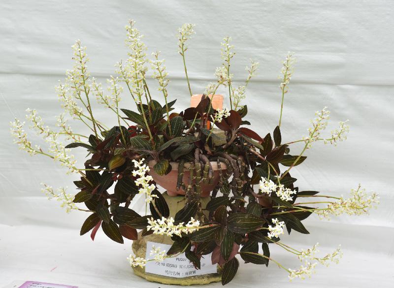 The winners of the plant exhibit competition, which is one of the major activities of the Hong Kong Flower Show, were announced today (March 17). There were two winners in the School Section. Photo shows the winning jewel orchids from Bonham Road Government Primary School.