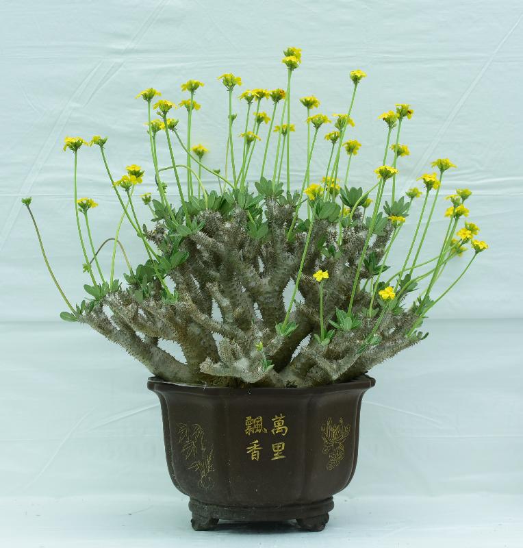 香港花卉展覽主要活動之一的花卉及植物展品比賽今日（三月十七日）公布得獎名單。圖為公開組全場總冠軍展品。