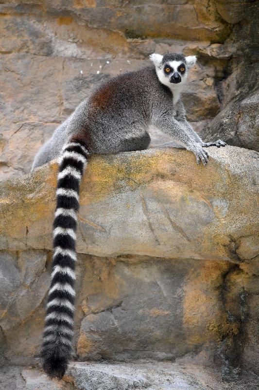 The Hong Kong Zoological and Botanical Gardens will hold a "Meet-the-Zookeepers" activity on two consecutive days on March 31 and April 1. The event will offer members of the public a chance to meet different primates and birds up close. Photo shows ring-tailed lemurs in the gardens.