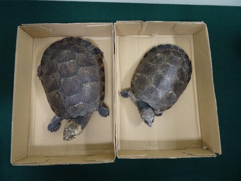 香港海关昨日（四月六日）在落马洲支线管制站检获两只怀疑属濒危物种的活龟，估计市值约一千元，案件亦怀疑涉及残酷对待动物的行为。图示活龟身上的胶纸被执法人员移除后的情况。