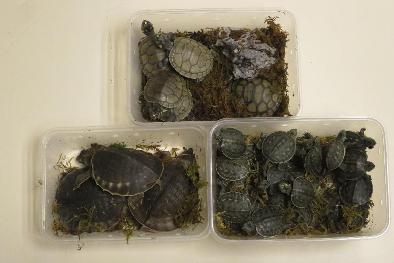香港海關昨日（四月十七日）在深圳灣管制站檢獲一百五十隻懷疑屬瀕危物種的活龜，估計市值約三萬元。