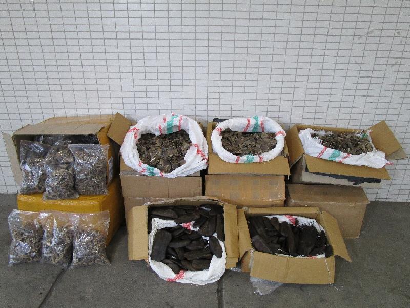Hong Kong Customs yesterday (April 25) seized about 29 kilograms of suspected dried seahorses, 154 kilograms of suspected pangolin scales and 52 kilograms of suspected agarwood with an estimated market value of about $600,000 from an incoming lorry at Lok Ma Chau Control Point. 