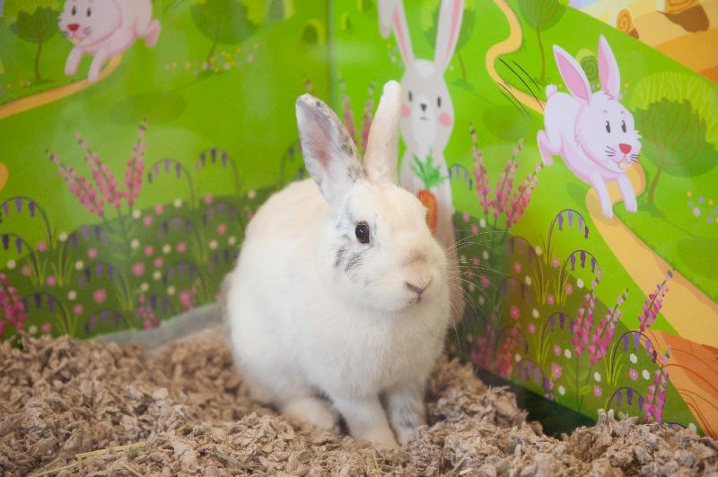 A two-day pet adoption event will be held this weekend (June 9 and 10). Members of the public can meet rabbits and reptiles available for adoption, and view photos or videos of cats that are up for adoption.