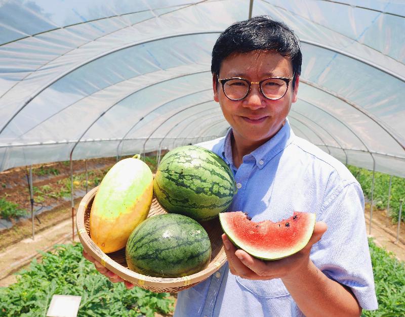 All regular local organic farmers' markets have been invited to join the annual Local Organic Watermelon Festival organised by the Agriculture, Fisheries and Conservation Department (AFCD) from late June to July. Photo shows the Agricultural Officer (Horticulture) of the AFCD, Dr Chen Yi-min, today (June 28) introducing the highlighted varieties of organic watermelons to be sold at this year's Local Organic Watermelon Festival.