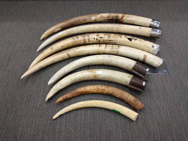 Hong Kong Customs mounted a joint-operation with Mainland Customs to combat cross-boundary ivory smuggling activities. During the operation, Hong Kong Customs seized a total of about 277 kilograms of suspected ivory with an estimated market value of about $2.77 million in San Tin yesterday (July 2).