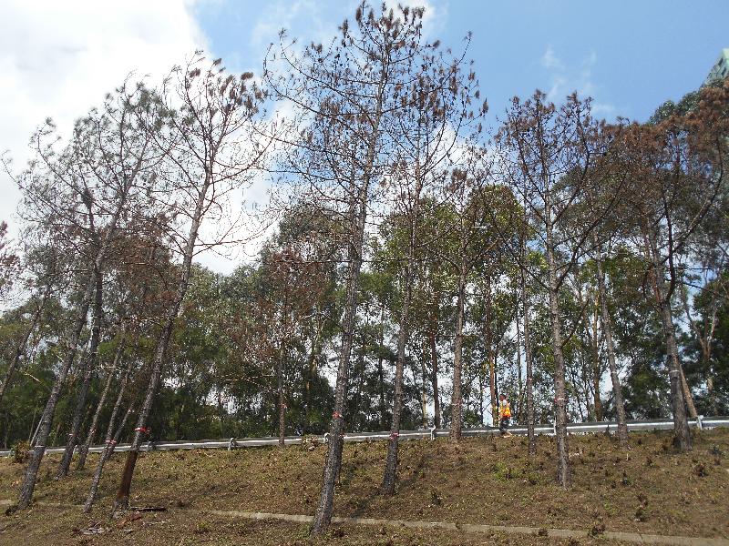 路政署将于八月初开始移除约130棵位于吐露港公路（马料水段近泽祥街）的枯萎松树，以保障道路使用者安全。图示五月中斜坡上枯萎松树的情况。