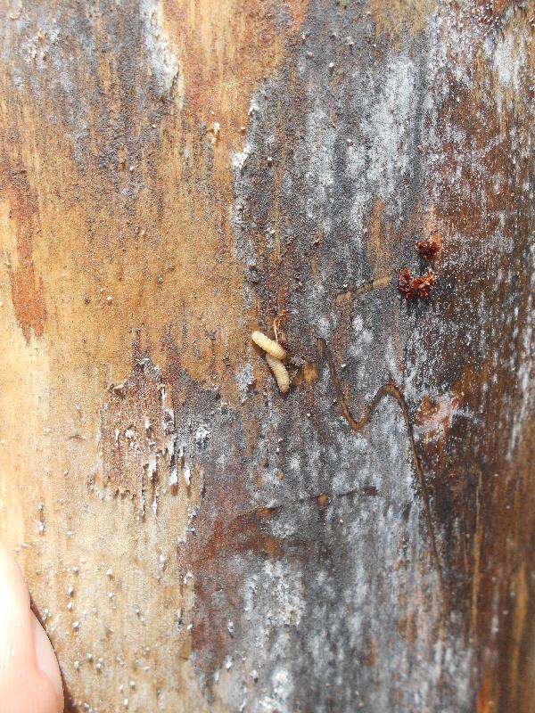 路政署將於八月初開始移除約130棵位於吐露港公路（馬料水段近澤祥街）的枯萎松樹，以保障道路使用者安全。圖示枯萎松樹樹身有樹皮甲蟲幼蟲。
