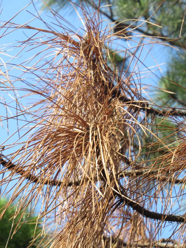 The Highways Department will remove some 130 dead pine trees along the Tolo Highway (Ma Liu Shui Section near Chak Cheung Street) starting in early August to protect road users' safety. Photo shows wilted pine needles on a dead tree.