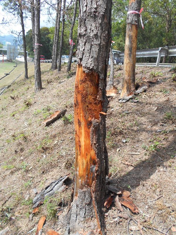 The Highways Department will remove some 130 dead pine trees along the Tolo Highway (Ma Liu Shui Section near Chak Cheung Street) starting in early August to protect road users' safety. Photo shows that the tree bark of the pine trees can be peeled off easily.
