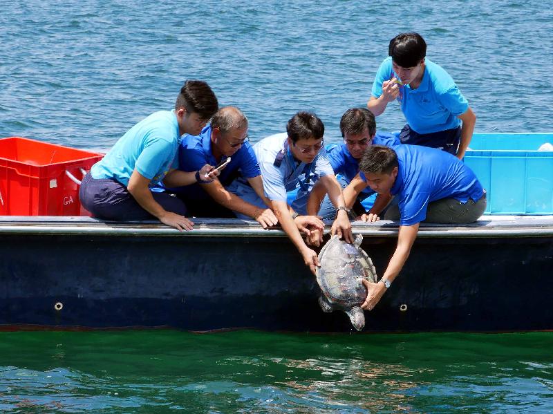渔   农   自   然   护   理   署   今   日   （   七   月   二   十   七   日   ）   于   香   港   南   面   水   域   放   流   三   只   绿   海   龟   。   图   示   其   中   一   只   于   小   西   湾   附   近   水   域   救   获   的   绿   海   龟   回   归   大   海   。   