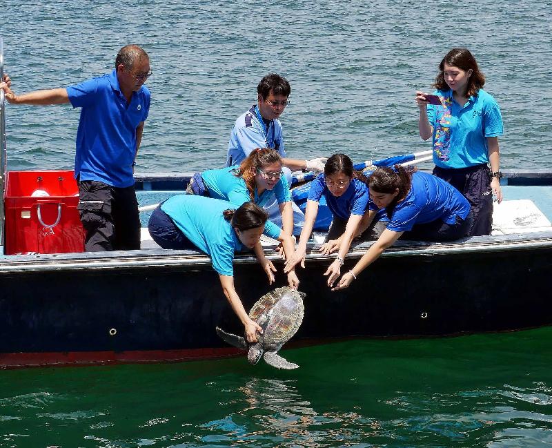 渔农自然护理署（渔护署）今日（七月二十七日）于香港南面水域放流三只绿海龟。图示其中一只渔护署于早前执法行动中检获的绿海龟回归大海。