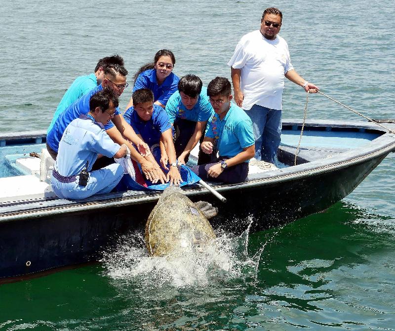 漁農自然護理署（漁護署）今日（七月二十七日）於香港南面水域放流三隻綠海龜。圖示其中一隻於沙頭角附近水域救獲的綠海龜回歸大海。
