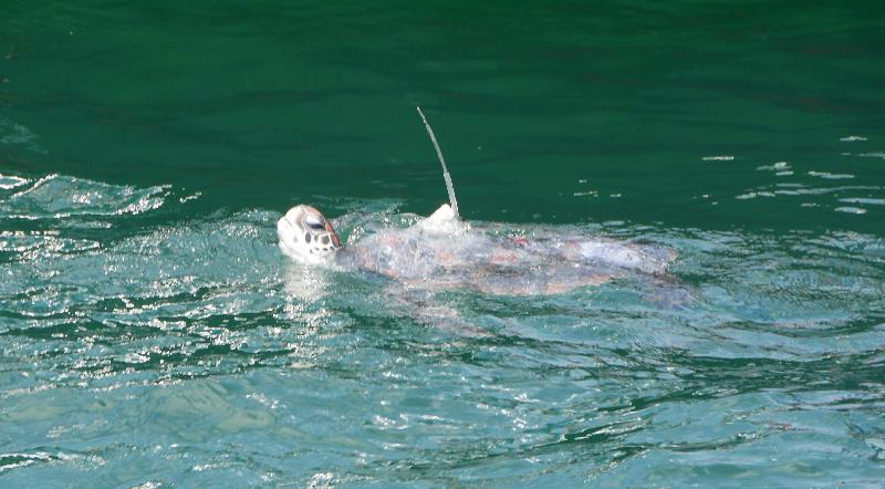 The Agriculture, Fisheries and Conservation Department released three green turtles in the southern waters of Hong Kong today (July 27). Photo shows a green turtle returned to the sea.