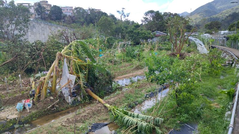 本地農戶及漁民因超強颱風山竹影響而導致嚴重損失，明日（九月十九日）至九月二十八日可向漁農自然護理署登記申請緊急救援基金。圖示一個農田受颱風影響，損毀嚴重。