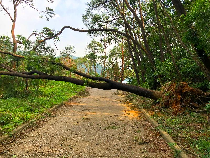 Due to the Super Typhoon Mangkhut, hiking trails and recreational sites and facilities in the country parks and the Hong Kong UNESCO Global Geopark under the management of the Agriculture, Fisheries and Conservation Department have been extensively damaged and blocked by fallen trees. Photo shows fallen trees after the typhoon.