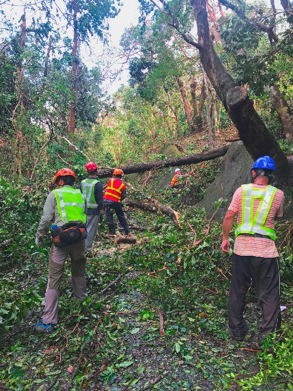 Due to the Super Typhoon Mangkhut, hiking trails and recreational sites and facilities in the country parks and the Hong Kong UNESCO Global Geopark under the management of the Agriculture, Fisheries and Conservation Department (AFCD) have been extensively damaged and blocked by fallen trees. Photo shows AFCD staff clearing fallen trees after the typhoon with a view to reopening those facilities to the public as soon as possible.