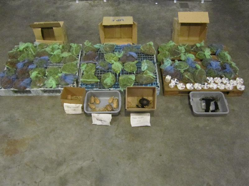 Hong Kong Customs seized a batch of suspected endangered species including 881 live lizards, 39 live turtles and 36 live snakes with an estimated market value of about $150,000 at Man Kam To Control Point on September 27.