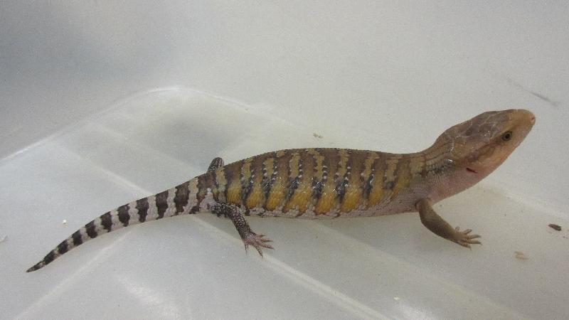 Hong Kong Customs seized a batch of suspected endangered species including 881 live lizards, 39 live turtles and 36 live snakes with an estimated market value of about $150,000 at Man Kam To Control Point on September 27. Photo shows a live lizard seized.