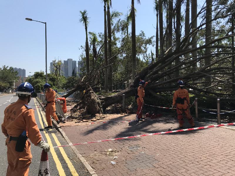 The Civil Aid Service (CAS) mobilised a total of 140 members to remote areas to assist in the relief work following the passage of Super Typhoon Mangkhut in a two-day operation which commenced yesterday (October 5). Photo shows members of the CAS cordoning off the area of fallen trees before clearing the road.