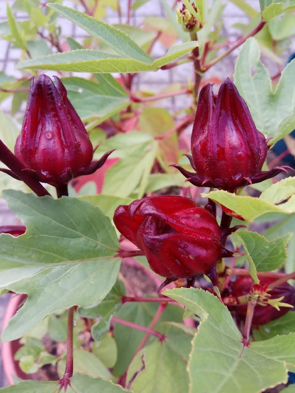 A horticulture education exhibition entitled "Organic Planting at Home" will be held on November 3 and 4 from 10am to 4pm at the Arcade of Kowloon Park. Admission is free. Fruits and vegetables grown at home can be eaten or used in drinks. There are also herbs that can be used for making tea and as seasonings. Photo shows a roselle plant.