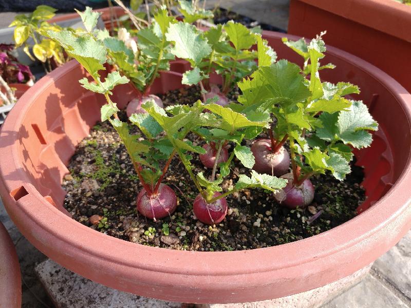 A horticulture education exhibition entitled "Organic Planting at Home" will be held on November 3 and 4 from 10am to 4pm at the Arcade of Kowloon Park. Admission is free. Fruits and vegetables grown at home can be eaten or used in drinks. There are also herbs that can be used for making tea and as seasonings. Photo shows cherry radishes.