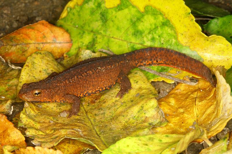 More endangered species will be put on the control list under the Protection of Endangered Species of Animals and Plants Ordinance (Cap 586) when the amendments to schedule 1 come into force tomorrow (November 1). Photo shows the Hong Kong newt, to be newly listed.