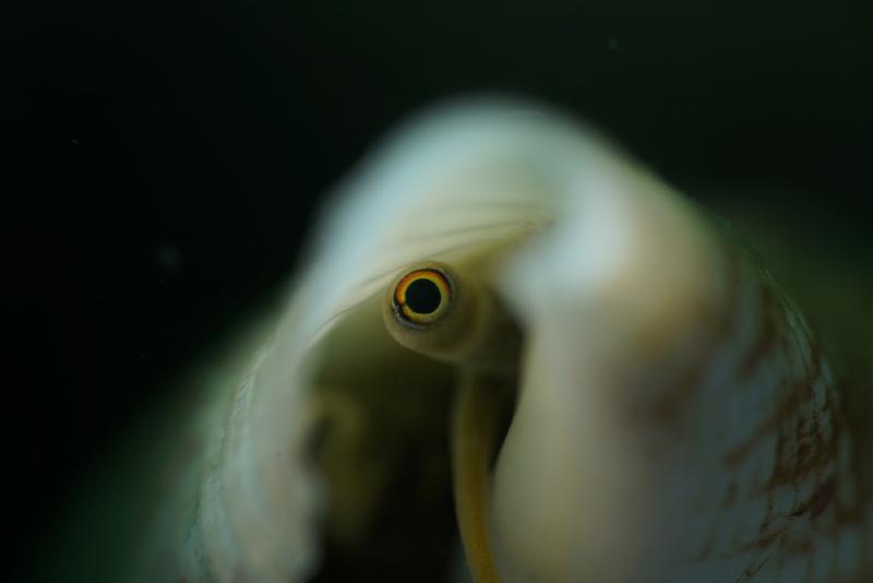 The Hong Kong Underwater Photo and Video Competition 2018, jointly organised by the Agriculture, Fisheries and Conservation Department (AFCD) and Hong Kong Underwater Association, concluded successfully today (November 10) with an award presentation. "Smiling", taken by Lai Chun-yiu off Port Island, won the second runner-up of the Macro & Close-up Category in the photo competition.