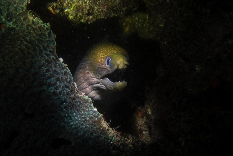 The Hong Kong Underwater Photo and Video Competition 2018, jointly organised by the Agriculture, Fisheries and Conservation Department (AFCD) and Hong Kong Underwater Association, concluded successfully today (November 10) with an award presentation. "Friendly Moray", taken by Shek I-hang off Sharp Island, won the special prizes for junior underwater photographers of the Macro & Close-up Category presented by the judging panel in the photo competition.