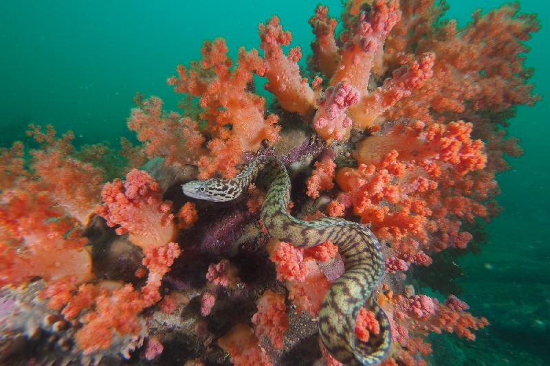 The Hong Kong Underwater Photo and Video Competition 2018, jointly organised by the Agriculture, Fisheries and Conservation Department (AFCD) and Hong Kong Underwater Association, concluded successfully today (November 10) with an award presentation. "Welcome to My Garden", taken by Liu Ching-han off South Ninepin Island, won the champion of the Standard & Wide Angle Category in the photo competition.
