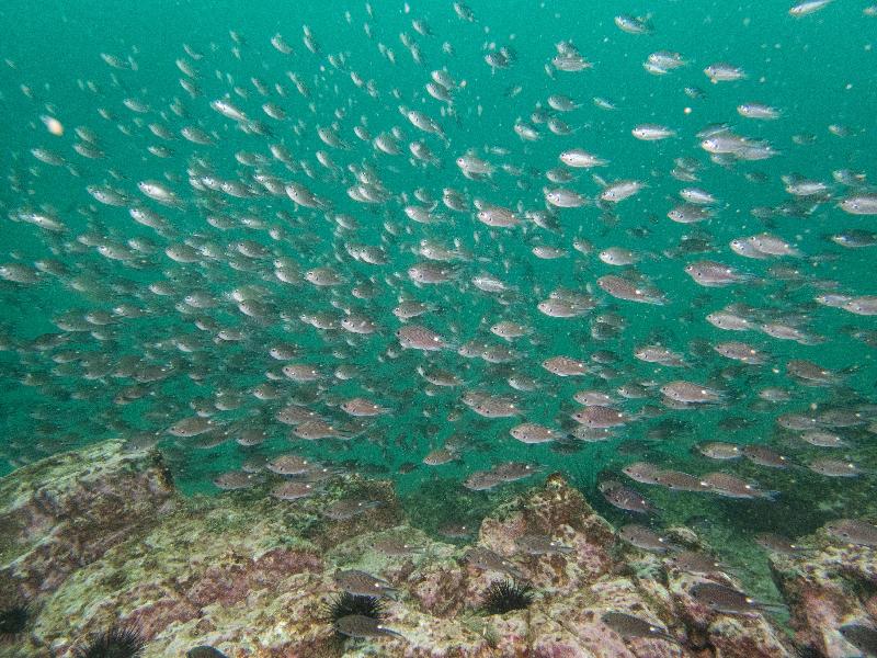 The Hong Kong Underwater Photo and Video Competition 2018, jointly organised by the Agriculture, Fisheries and Conservation Department (AFCD) and Hong Kong Underwater Association, concluded successfully today (November 10) with an award presentation. "School of Damsel Fish", taken by Tang Tsz-yan off Tsim Chau, won the special prize for junior underwater photographer of the Standard & Wide Angle Category presented by the judging panel in the photo competition.