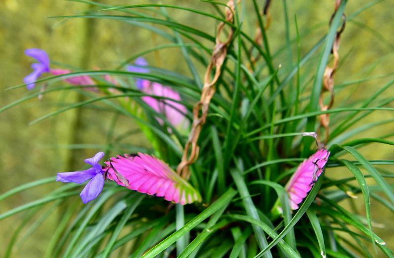 康乐及文化事务署辖下香港公园霍士杰温室展览厅十二月一日起举办凤梨科植物专题展览，展出约500株不同形态的凤梨科植物。图示紫蓝色的紫花凤梨。