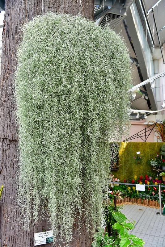 康乐及文化事务署辖下香港公园霍士杰温室展览厅十二月一日起举办凤梨科植物专题展览，展出约500株不同形态的凤梨科植物。图示附生或垂挂在树干或石头上的松萝凤梨。