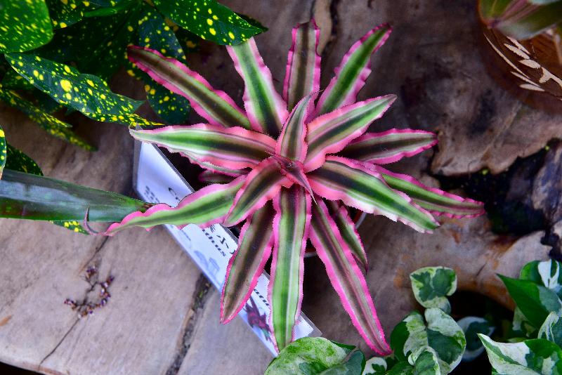 Starting from December 1, a rich variety of about 500 bromeliads will be displayed at a thematic exhibition to be held at the Display Plant House of Forsgate Conservatory in Hong Kong Park, managed by the Leisure and Cultural Services Department. Photo shows Cryptanthus bivittatus, which has leaves that are velvety to the touch.