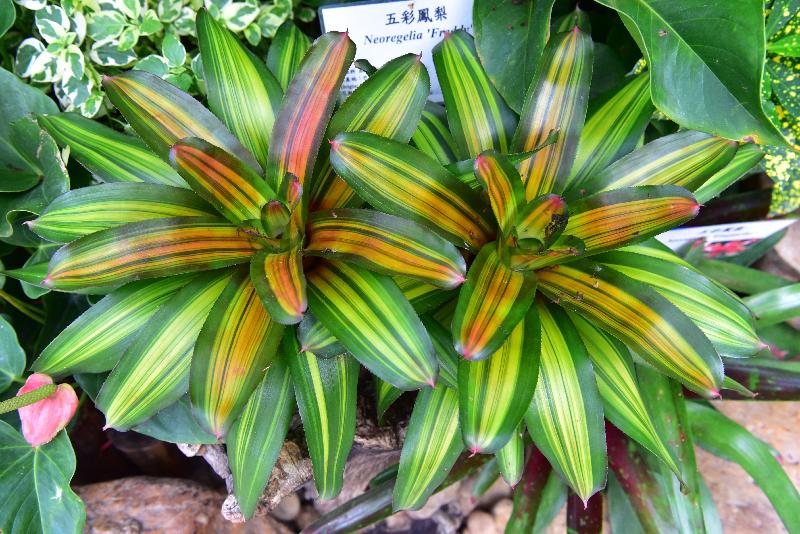 Starting from December 1, a rich variety of about 500 bromeliads will be displayed at a thematic exhibition to be held at the Display Plant House of Forsgate Conservatory in Hong Kong Park, managed by the Leisure and Cultural Services Department. Photo shows Neoregelia spp, which has dense foliage that tends to grow in a rosette shape, forming a funnel.