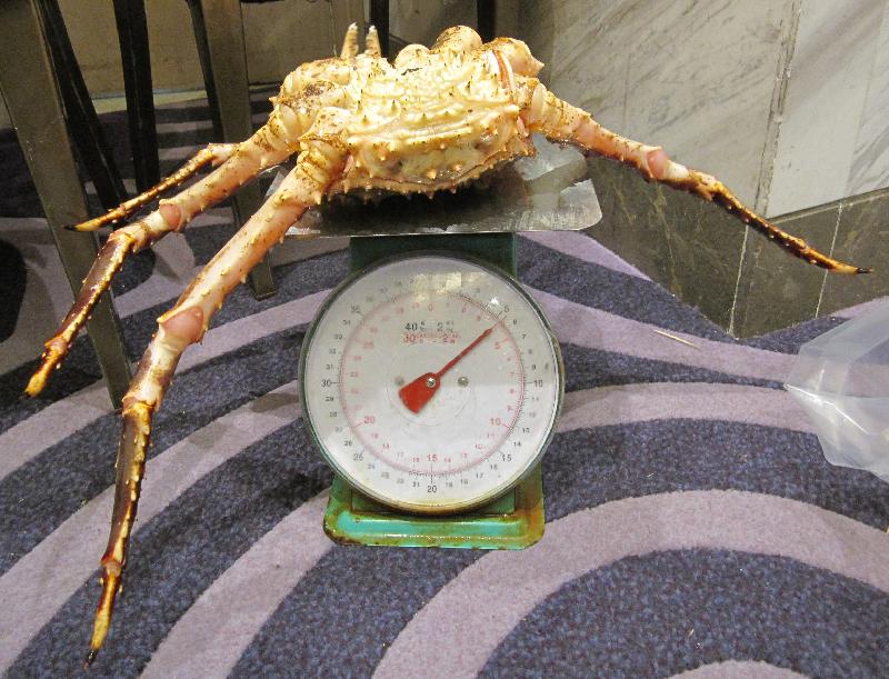 Hong Kong Customs conducted an operation to combat restaurants supplying short-weight seafood from November 19 to today (November 30). During the operation, three restaurants were found to be suspected of supplying short-weight Alaskan crabs. Photo shows the Alaskan crab and defective spring balance involved in the Tseung Kwan O restaurant case.