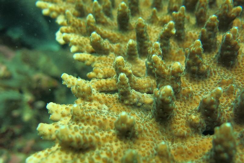 The Agriculture, Fisheries and Conservation Department announced today (December 8) that the Reef Check this year showed that local corals are generally in a healthy and stable condition and exhibit a rich diversity of fauna species. Photo shows Acropora sp at Pak Lap Tsai.