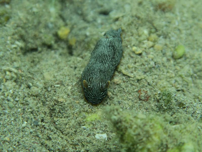 The Agriculture, Fisheries and Conservation Department announced today (December 8) that the Reef Check this year showed that local corals are generally in a healthy and stable condition and exhibit a rich diversity of fauna species. Photo shows a nudibranch, an indicator species, at Au Yue Tsui.