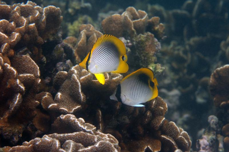 漁農自然護理署今日（十二月八日）公布本年的香港珊瑚礁普查結果，顯示整體珊瑚生長健康良好穩定，生物品種豐富。圖示攝於橋咀的指標品種—黑背蝶和單印蝶。 