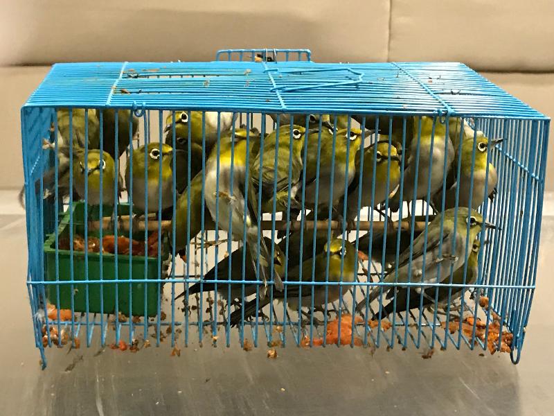 香港海关今日（十二月九日）在罗湖管制站检获一百五十四只怀疑非法进口活禽鸟，估计市值约一万五千元。