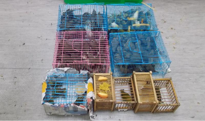 香港海关今日（十二月十八日）在落马洲管制站检获九十六只怀疑非法进口活禽鸟，估计市值约一万元。