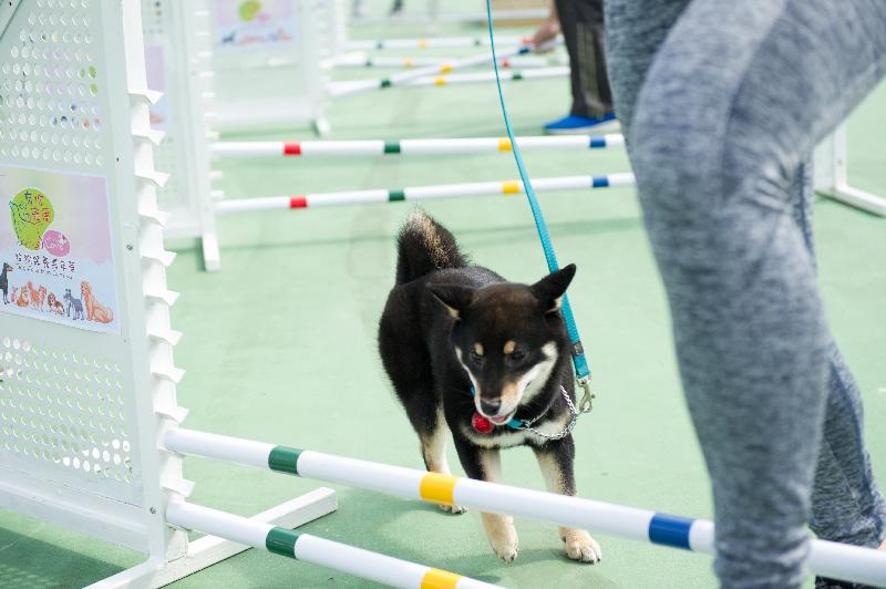 The "Pets with Love" Dog Adoption Carnival will be held at the Soccer Pitch of Lai Chi Kok Park Phase I this weekend (December 22 and 23). Photo shows the dogs' playground in the previous carnival.