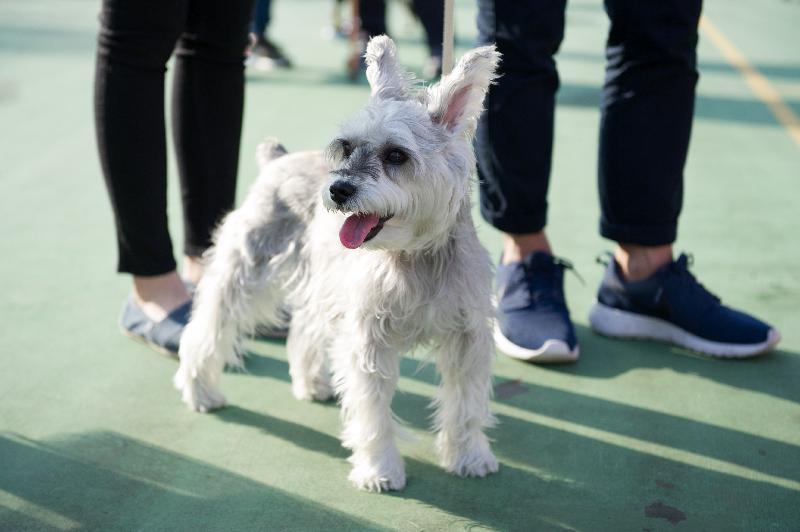 The "Pets with Love" Dog Adoption Carnival will be held at the Soccer Pitch of Lai Chi Kok Park Phase I this weekend (December 22 and 23). Members of the public are welcome to bring their pets.
