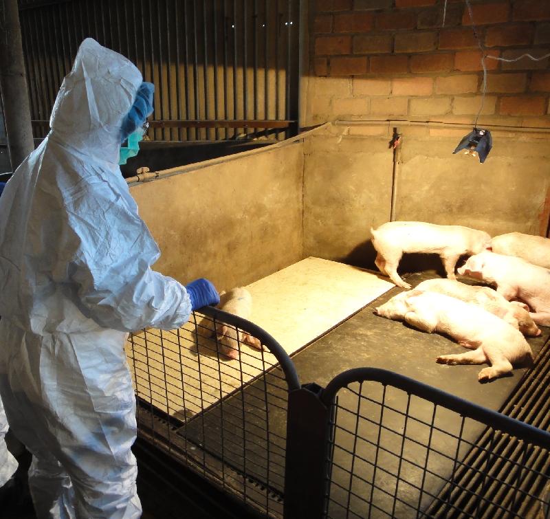 漁農自然護理署人員巡查本地養豬場，以確保防範非洲豬瘟的防疫措施妥善實施。