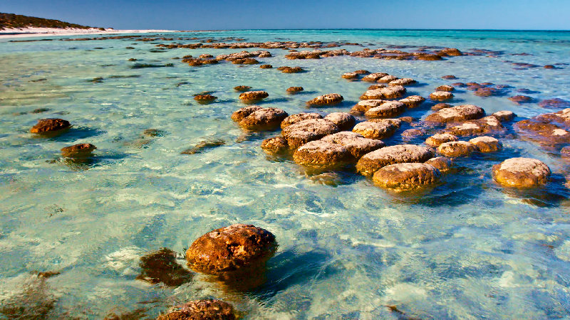 The Hong Kong Space Museum's new 3D Omnimax show, "The Story of Earth 3D", will be launched tomorrow (January 1). Picture shows a film still of "The Story of Earth 3D". Stromatolites are rocks that originated from the layered growth of cyanobacteria, which were some of the earliest life forms on Earth. Many scientists believe that life emerged in shallow ocean areas which looked like today's Shark Bay in Western Australia.