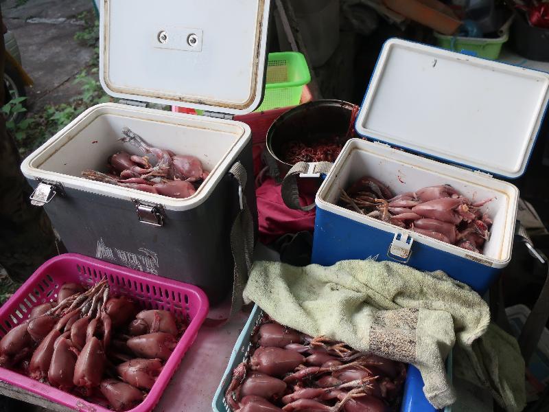 食物環境衞生署今日（一月二十五日）上午聯同漁農自然護理署採取突擊行動，在元朗田心村搗破一無牌食物製造工場。圖示行動中檢獲的已屠宰鵪鶉。